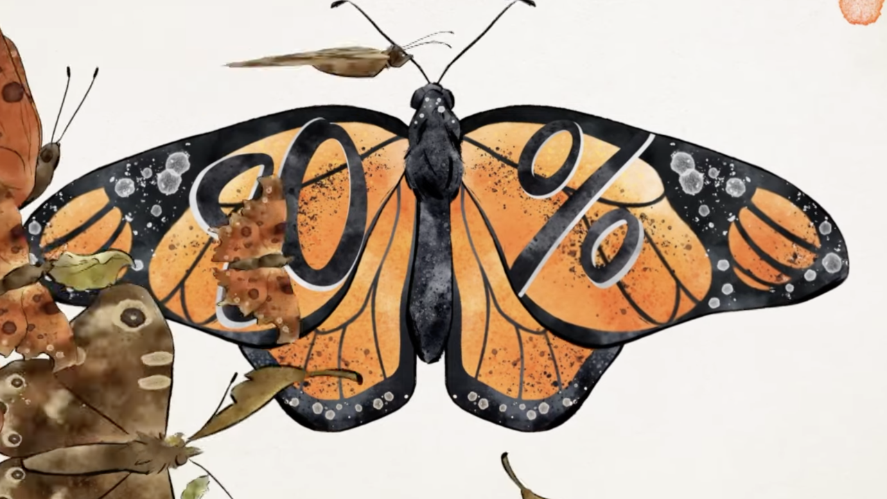 The Insect Apocalypse